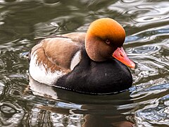 Nette rousse.