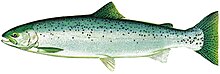 Длинная серебристо-серая рыба