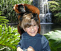 Лемур и мальчик в парке развлечений "Джангл Айленд", Флорида, США