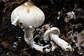 Lepiota ignivolvata