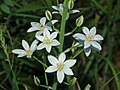 Flowers of Ornithogalum narbonense