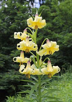 Lilium kesselringianum na Reserva da Biosfera do Cáucaso em Sóchi, Rússia. (definição 2 848 × 4 066)