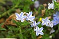 Lithodora diffusa 'Star'