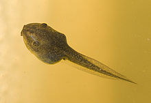 Tadpole Identification Chart