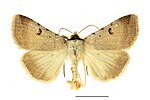 Lygephila craccae – Specimen