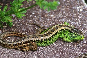 The Sand Lizard (Lacerta agilis) is a lizard.