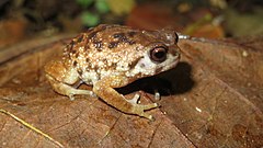 Description de l'image Mazumbai Warty Frog imported from iNaturalist photo 103862939 on 6 October 2021.jpg.