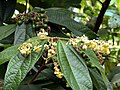 Flowering shrub