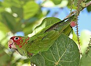 A green parrot with a red face and forehead, and white eye-spots