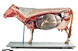 Anatomic model of a cow