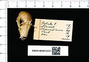 A bat skull with the mouth closed