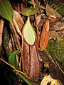 Nepenthes gymnanphora[10]