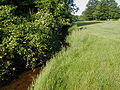 Oakeys Brook in Nassau Square a little downstream