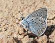 Polyommatus amandus