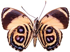 Paulogramma pyracmon