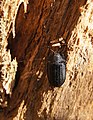 Didysis skydvabalis (Peltis grossa) 3 kategorija