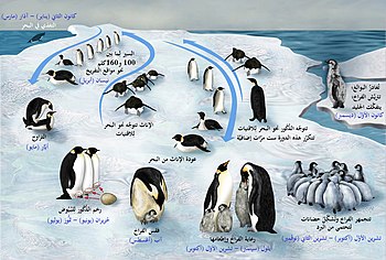 رسمٌ بيانيٌّ يُوضح دورة حياة البطريق الإمبراطور.
