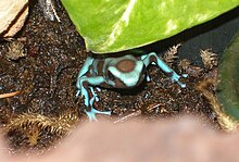 Captive female D. auratus. Pet Auratus.jpg