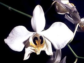 Phalaenopsis amabilis Orchi 03.jpg