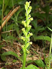 総状花序に淡黄緑色の花を10個前後つける。線形の苞は花より長い。距が短く、先端が前に突き出る。