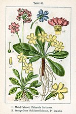 Miniatura para Primula farinosa