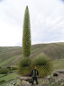 Puya raimondii hábito.jpg