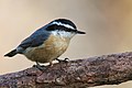 9 / Red-breasted Nuthatch