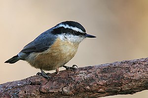 Red Breasted Nuthatch/Sitta Canadensis