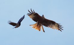 Röd glada attackerad av en Kråka. Foto: Björn Söderlund