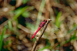 Orthemis schmidti