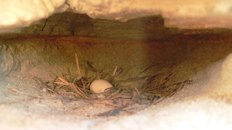 File:Riparia riparia-nest.jpg