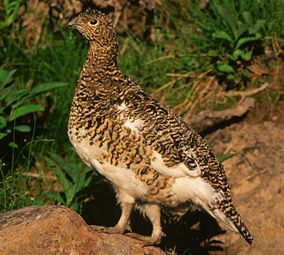 Rock Ptarmigan in Mount Ontake 1996-08-10.jpg