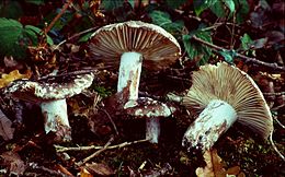 Russula nigricans