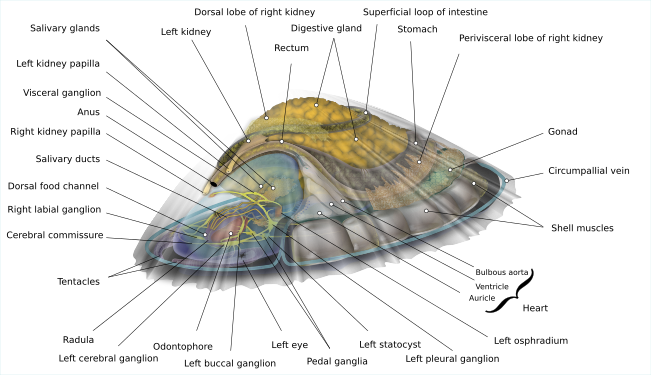 Internal anatomy of a saltwater limpet (created and nominated by KDS4444)