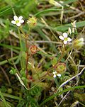 Miniatura para Saxifraga tridactylites