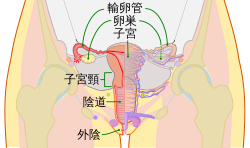 人類女性的生殖系統