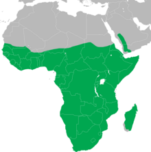 Scopus umbretta distribution map.png