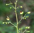 Knoten-Braunwurz (Scrophularia nodosa)