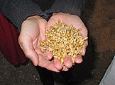 Malted barley