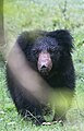 Sloth_bear_by_N_A_Nazeer