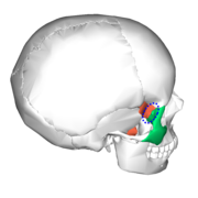 Sphenozygomatic suture (blue circle), seen from behind.