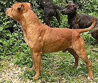 Staffordshire Bullterrier