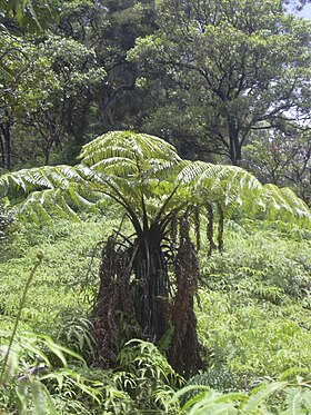 Hāpuʻu ʻiʻi (Cibotium menziesii)