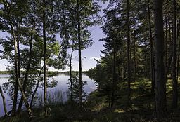 Södra stranden av Storträsk i augusti 2015.