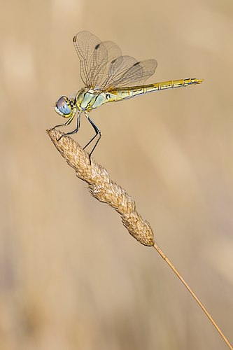 Сжатобрюх Фонколома (Sympetrum fonscolombii)