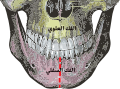 الخط الأحمر المتقطع عند الذقن يُبين موضع الإرتفاق الذقنى (بالإنجليزية: mandibular symphysis)‏.