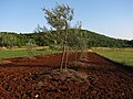 תמונה ממוזערת עבור טרה רוסה