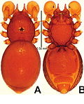 Miniatura para Tetrablemmidae