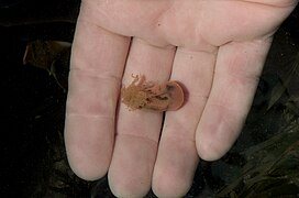 Thelepus cincinnatus