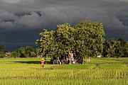 Tiny inhabited house, made of wood and corrugated iron, surrounded by trees and bamboo fences, in the middle of green paddy fields, with long shadows in sunshine under a stormy sky, and a woman wearing a red sweater and a conical straw hat walking in front, at golden hour, during the monsoon, in Don Det.